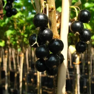 Geprüft Johannisbeere schwarz "Bona" Busch, im 5L-Container