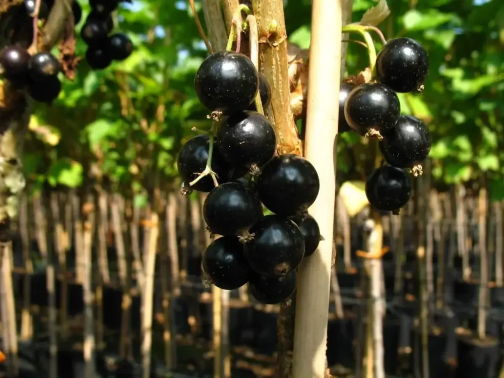 Geprüft Johannisbeere schwarz "Bona" Busch, im 5L-Container