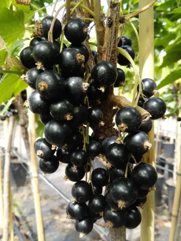 Schnäppchen Johannisbeere schwarz "Rosenthals Langtraubige Schwarze" Busch, im 3,5L-Container