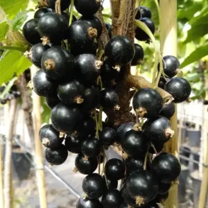 Johannisbeere schwarz "Titania" Busch, im 3,5L-Container Sofort Bestellen