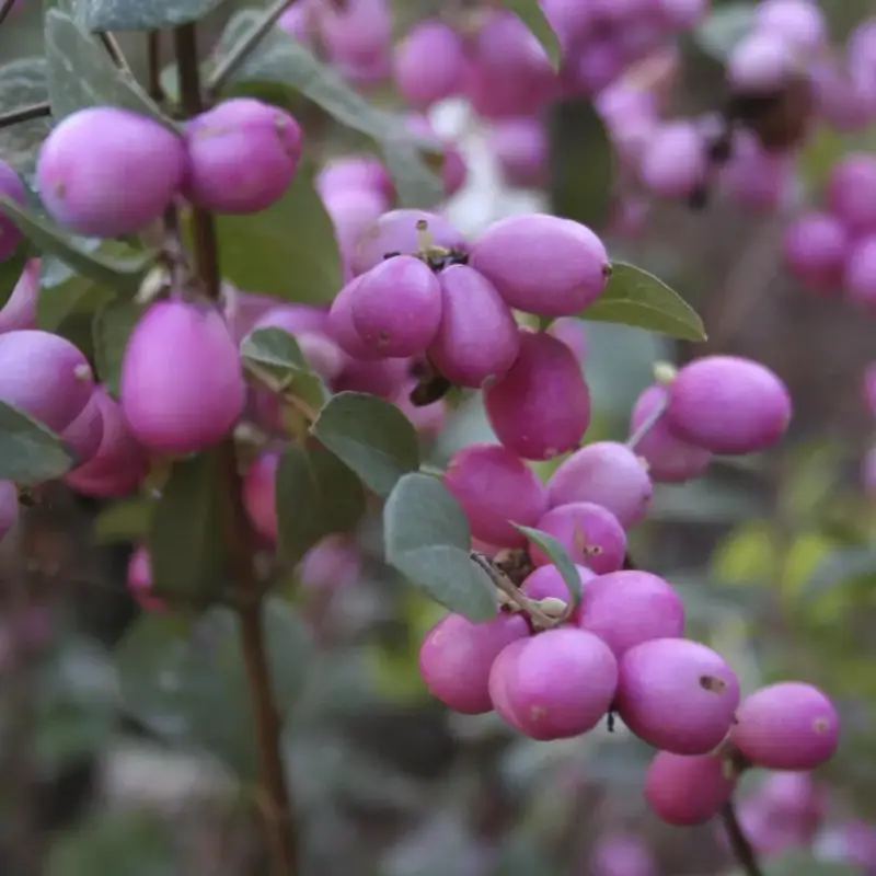 Schneebeere, Symphoricarpos door. "Magical Candy'", 4,6 Liter Topf, 50-60 cm hoch, 3er-Set Finale Aktion