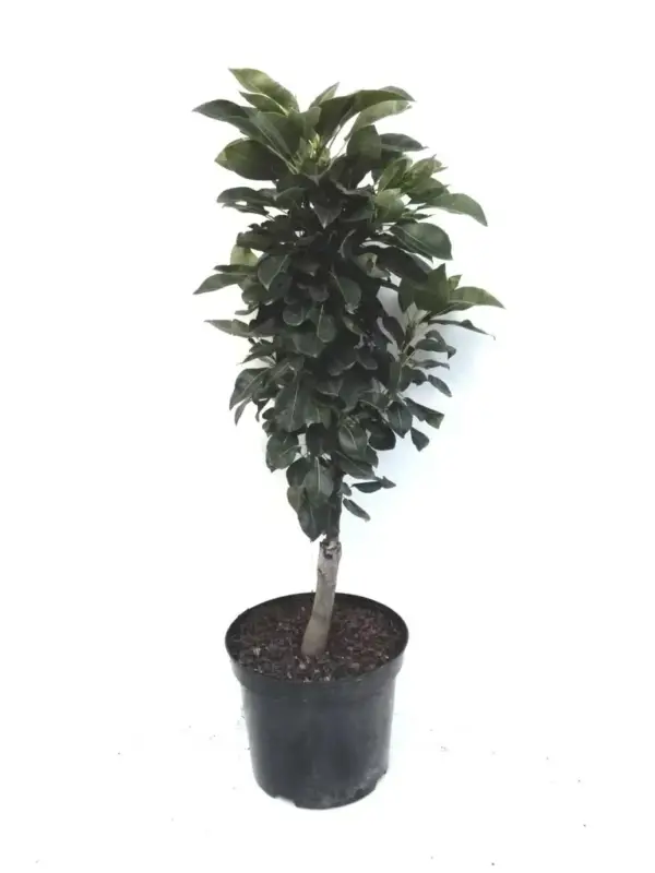 Zwergbirne "Luisa", 7,5L.Container, saftiges, weißes Fruchtfleisch Sonderangebot